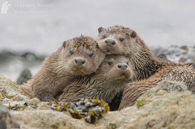 Trio de loutres.